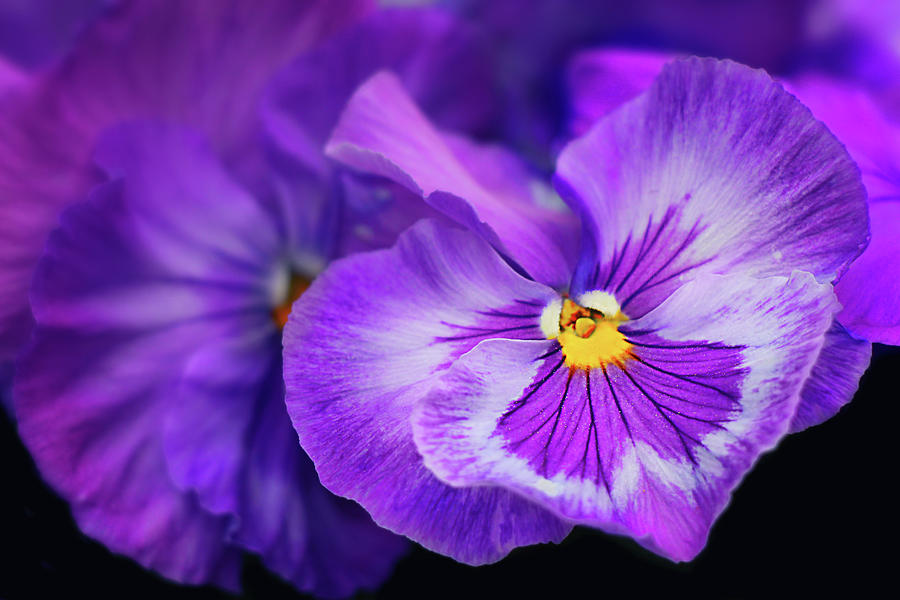 Spring Photograph - Letters To Violet by Iryna Goodall