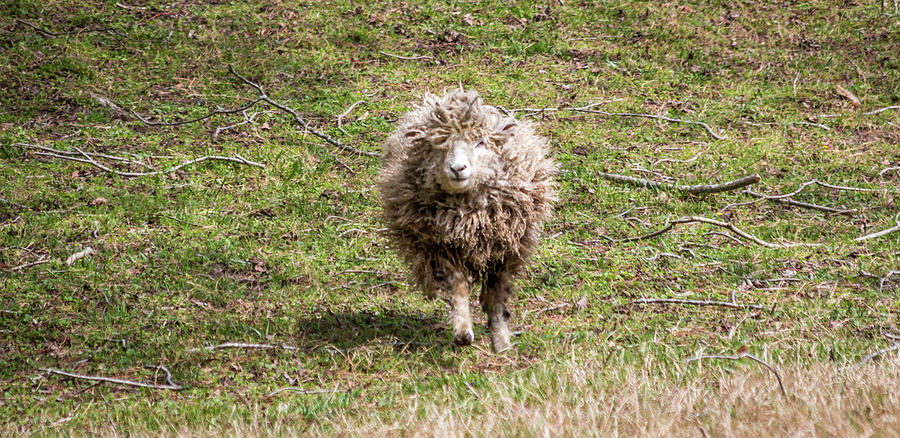 Lettie The Leicester Longwool Photograph by Susie Weaver