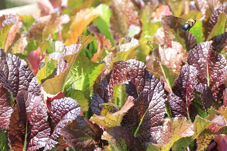 Lettuce Bee Photograph By David Mayeau - Fine Art America