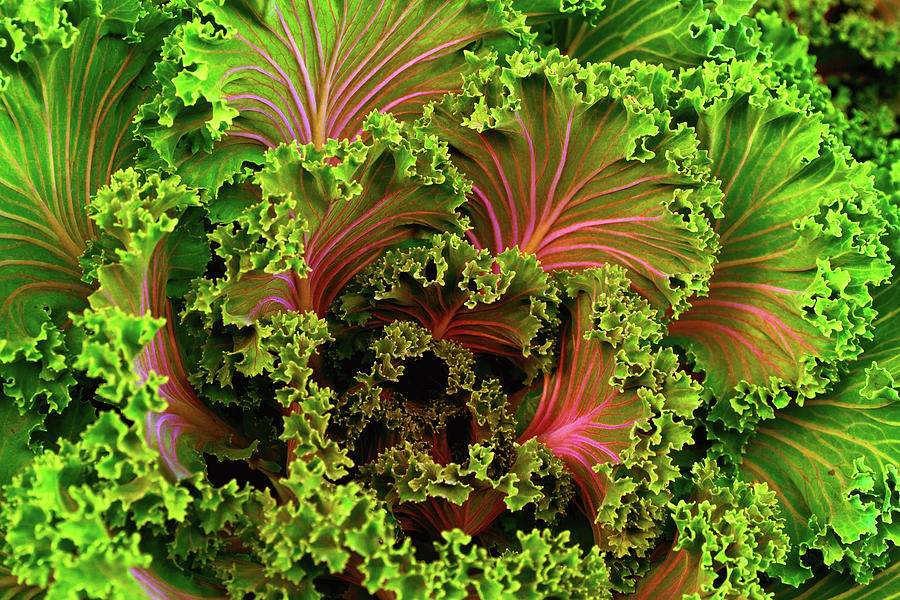 Lettuce Photograph - Lettuce by Cross Version