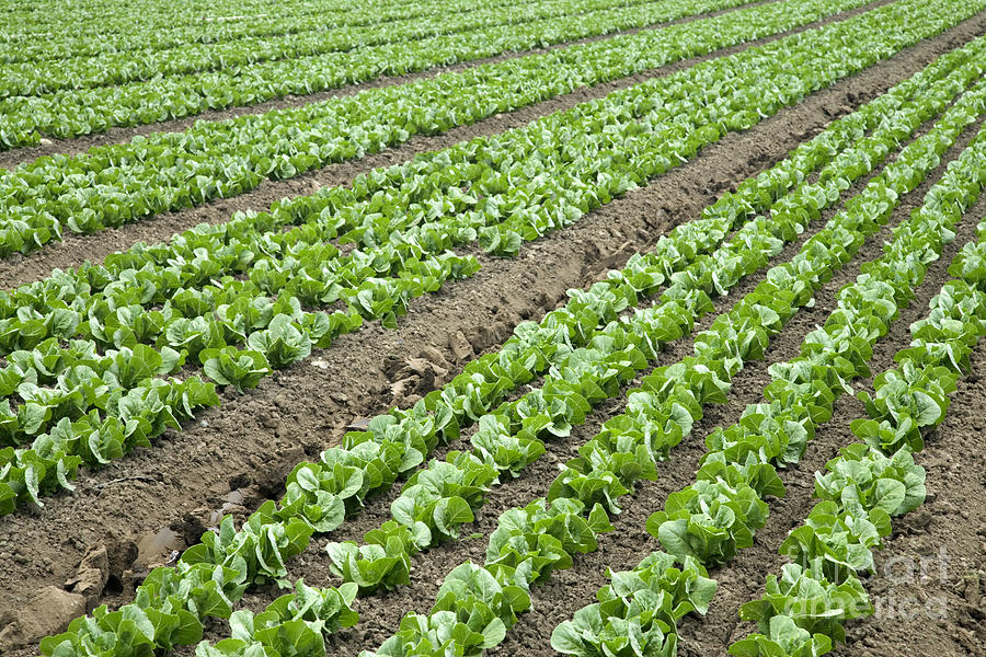 Lettuce Field Photograph by Inga Spence