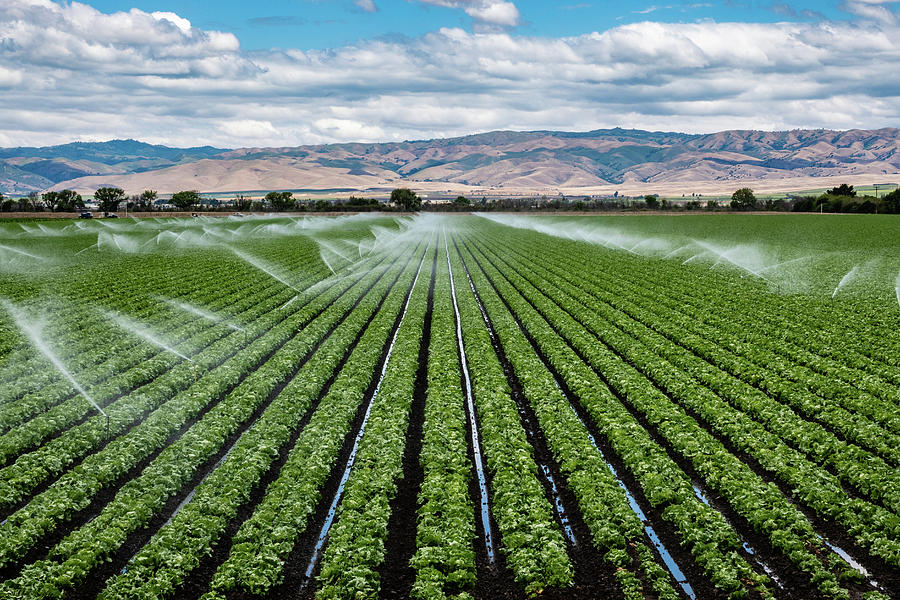 Lettuce Photograph - Lettuce Grows Where Water Flows by David A Litman