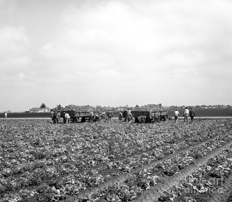 Harvester Photograph - Lettuce Harvest, harvester and workers in fields, 1947 by Monterey County Historical Society