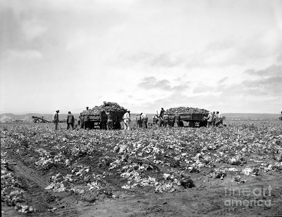 Harvester Photograph - Lettuce Harvest, harvester and workers loading on to trucks in fields 1947 by Monterey County Historical Society