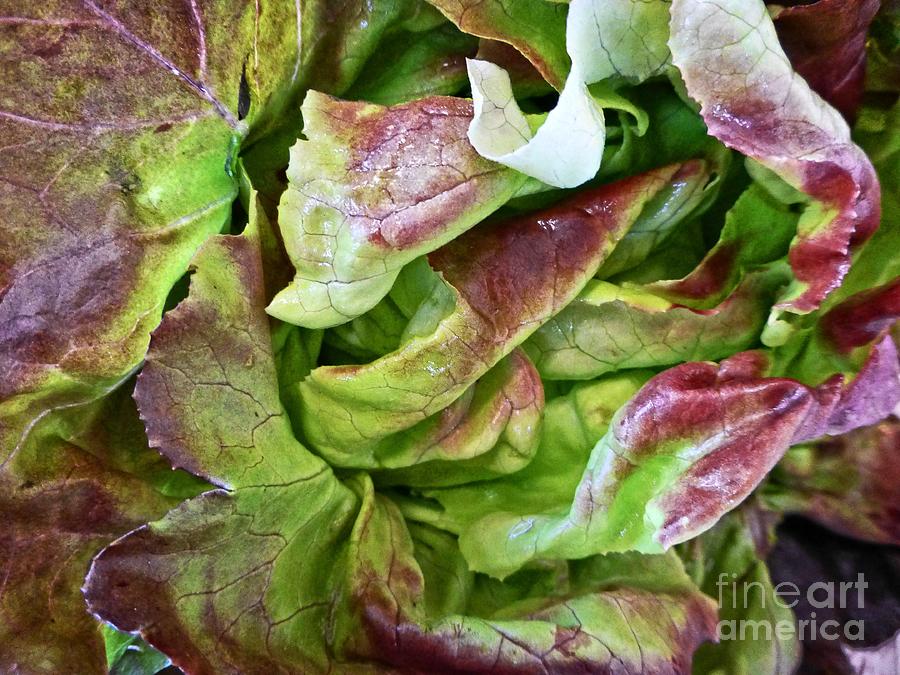Lettuce Eat Photograph by Dee Flouton