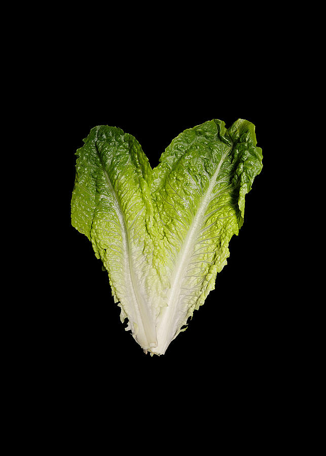 Lettuce Heart Photograph by Richard Reeve