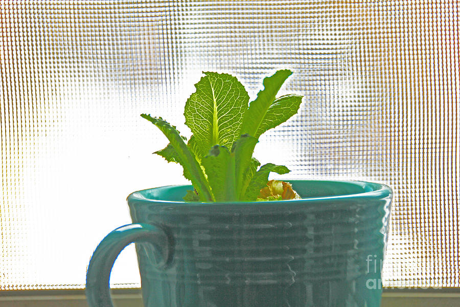 Lettuce Leaves In Cup Photograph by David Frederick