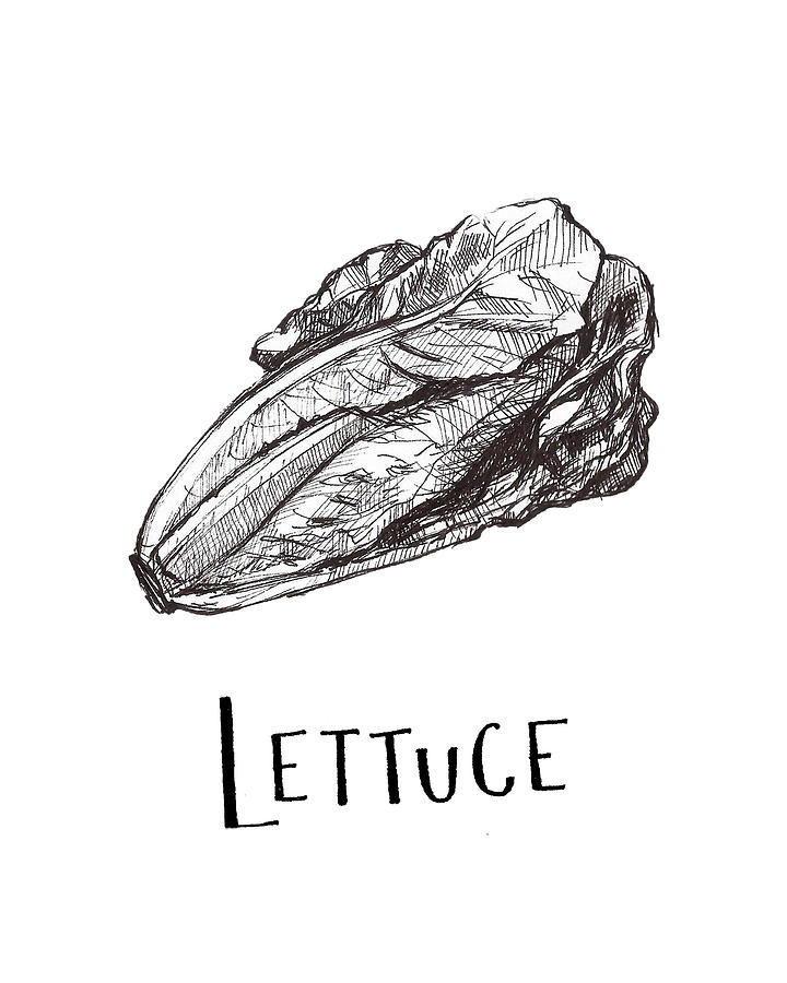 Lettuce Drawing by Madeline Lee Fine Art America