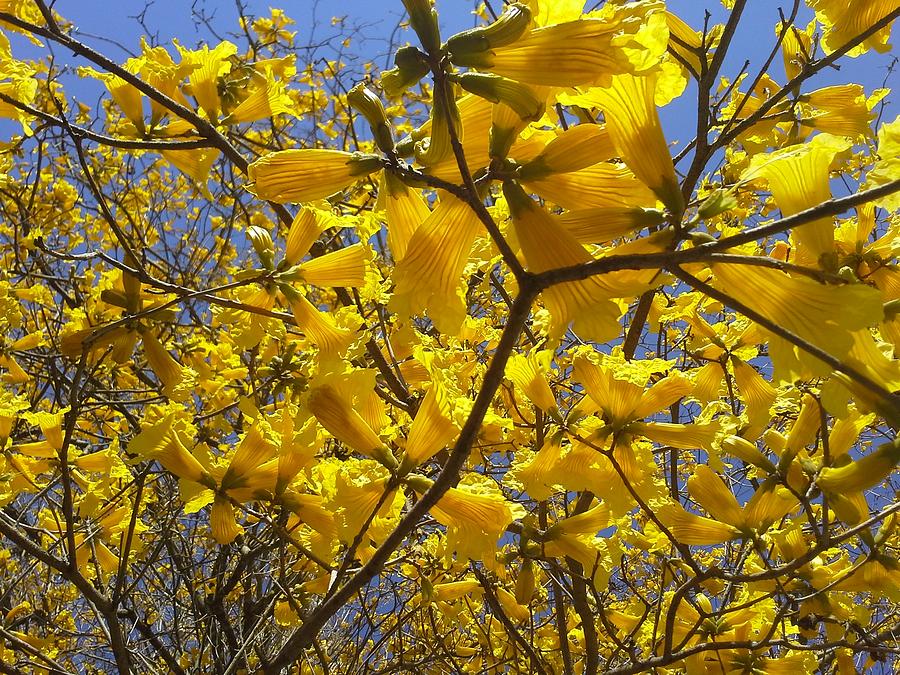 Leu Gardens Tabebuia Photograph by SOS Art Gallery | Fine Art America