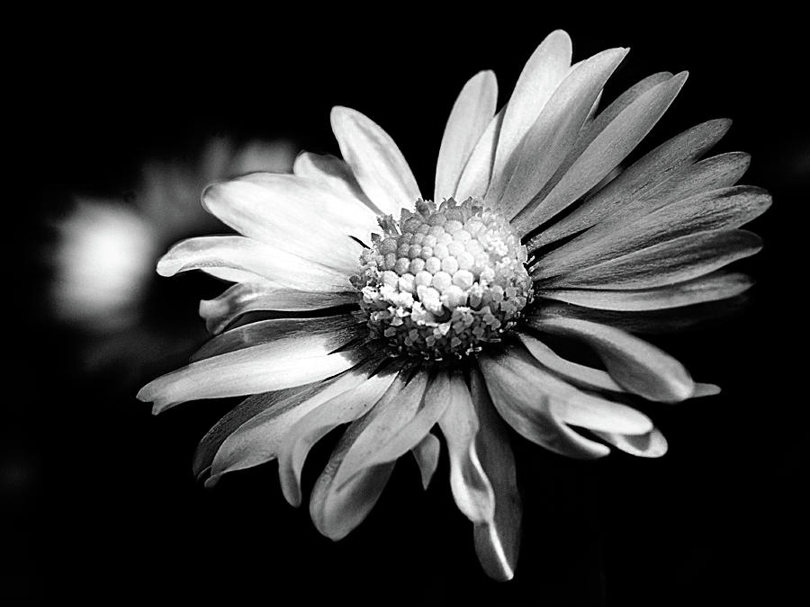 Leucanthemum adustum Photograph by Giovanni Bertagna - Fine Art America