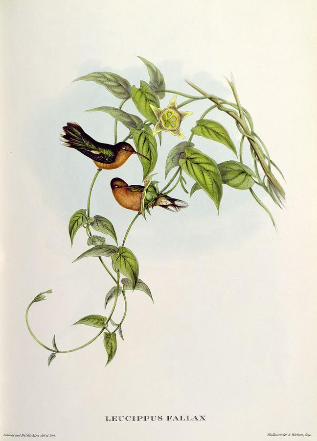 Bird Painting - Leucippus Fallax by John Gould