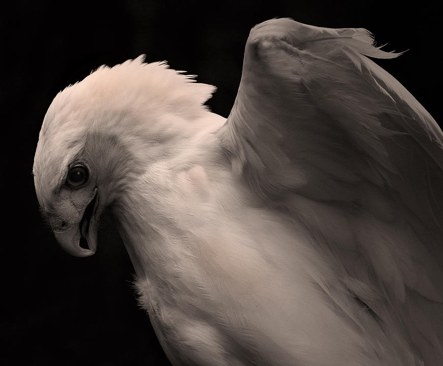 albino red tailed hawk