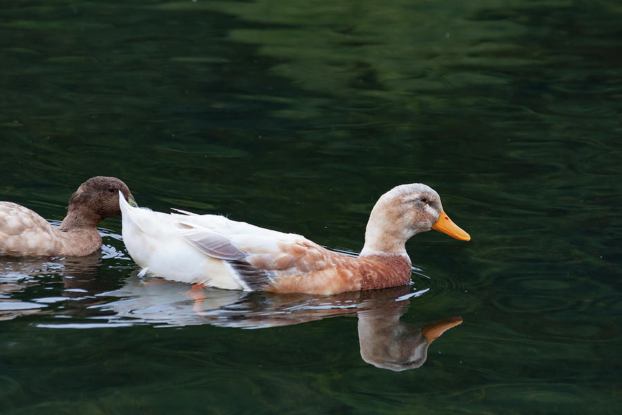 Leucistic Mallard Photograph by Steve Purnell