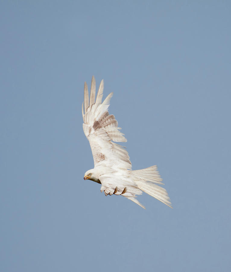 Leucistic Red Kite Photograph by Pete Walkden