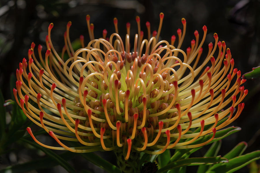 Leucospermum Unfurling Photograph by Bruce Frye - Fine Art America