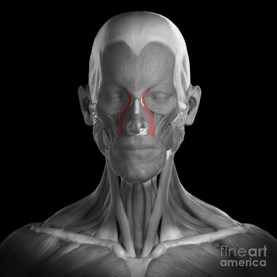 Facial Anatomy Photograph - Levator Labii Superioris Alaeque Nasi by Science Picture Co