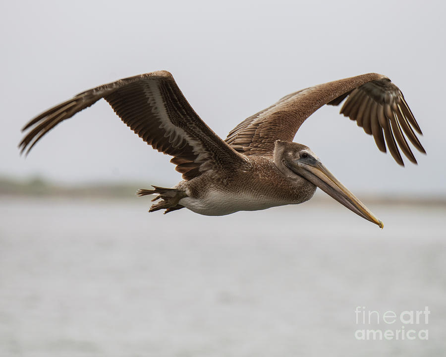 Level Flight Photograph by Steven Natanson