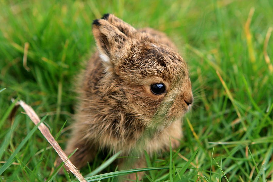 Rabbit Photograph - Leveret In The Grass by Aidan Moran