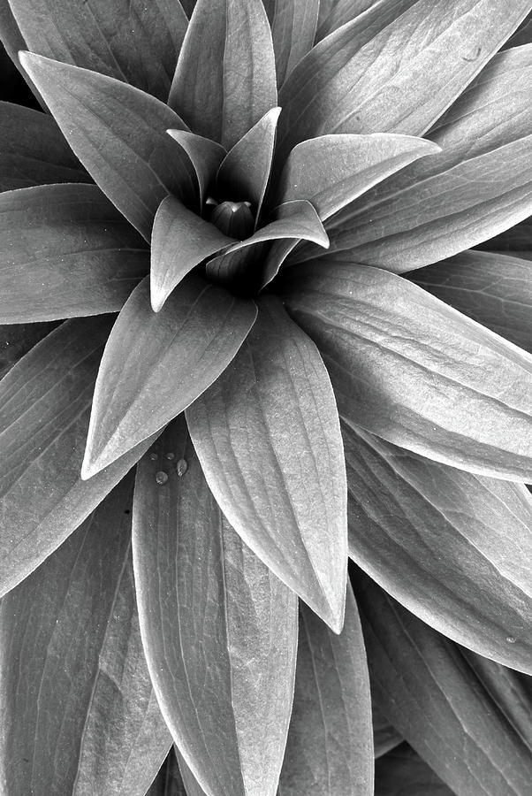 Leaves of Martagon Lily #2 Photograph by Jarmo Honkanen