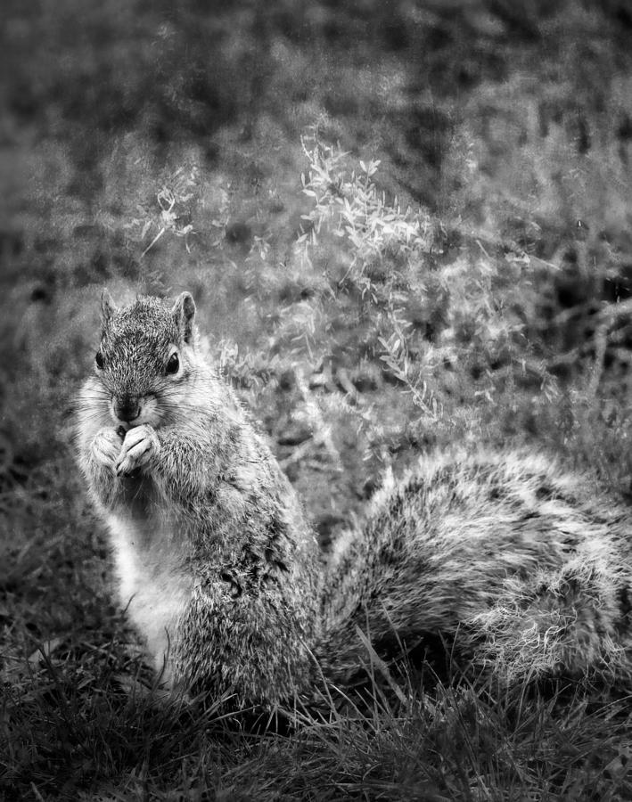 Levi Squirrel Photograph by Theresa Campbell