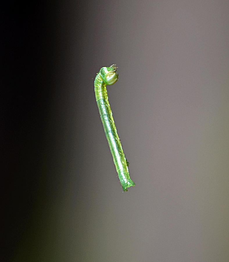 Levitating Caterpillar Photograph by Kenneth Albin