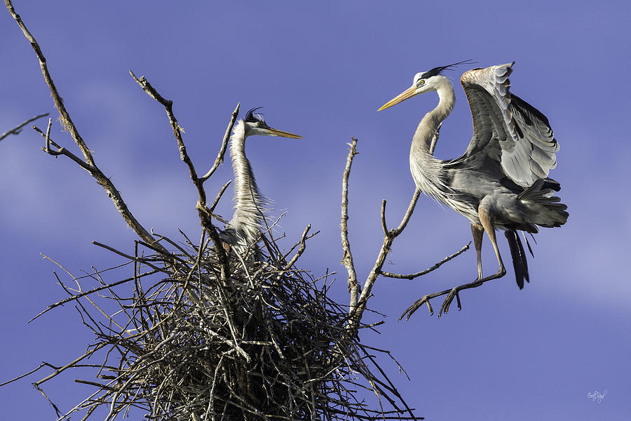 Heron Photograph - Levitation by Everet Regal