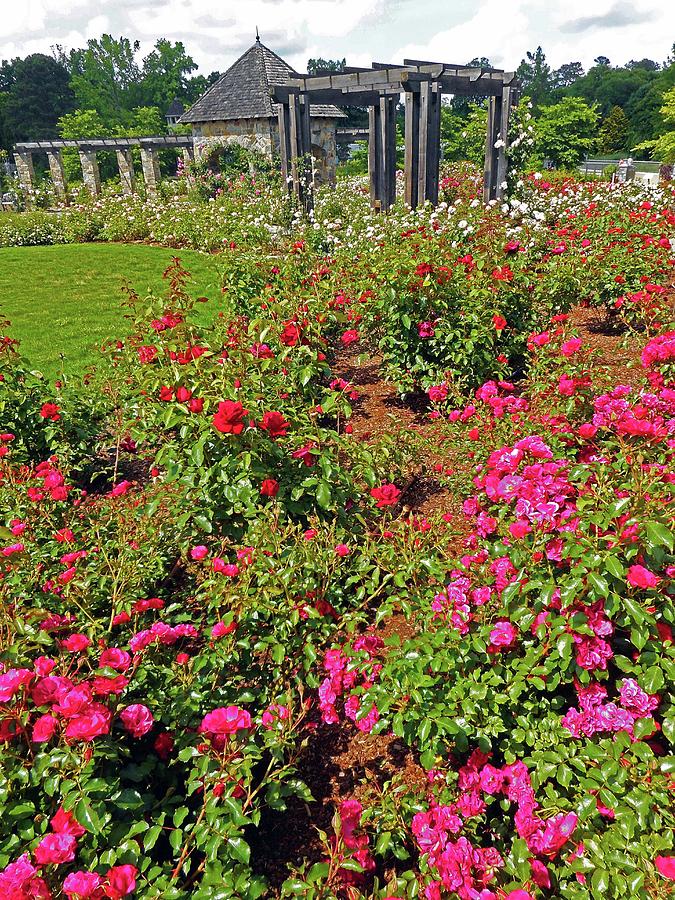 Lewis Ginter  Gardens 4 Photograph by Ron Kandt
