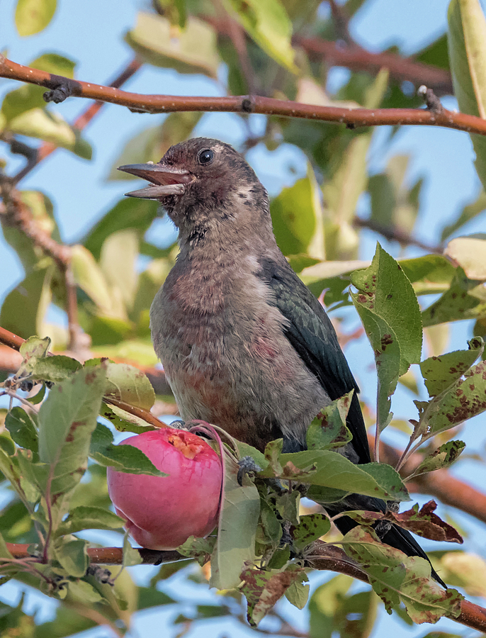 Lewis Woodpecker with Crabapple Photograph by Loree Johnson