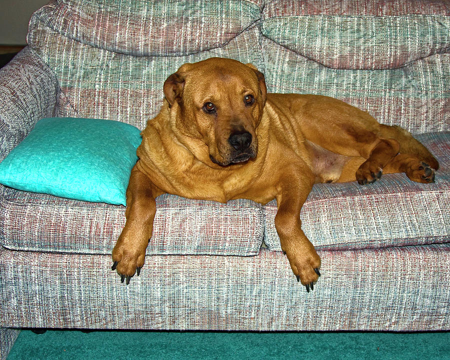 Lexus on Sofa Photograph by Sally Weigand