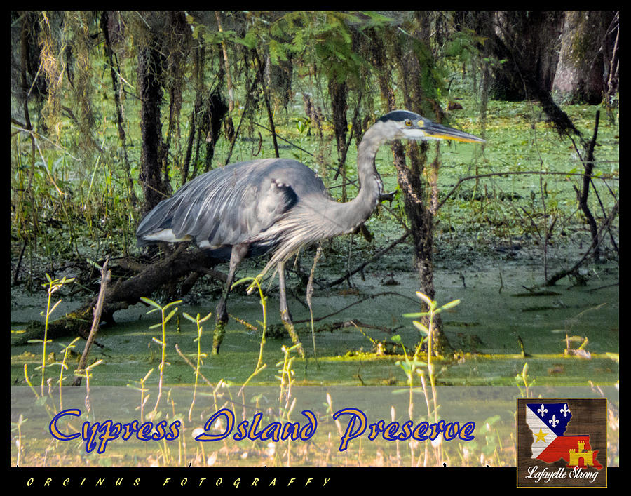 LS Great Blue Heron CIP Photograph by Kimo Fernandez