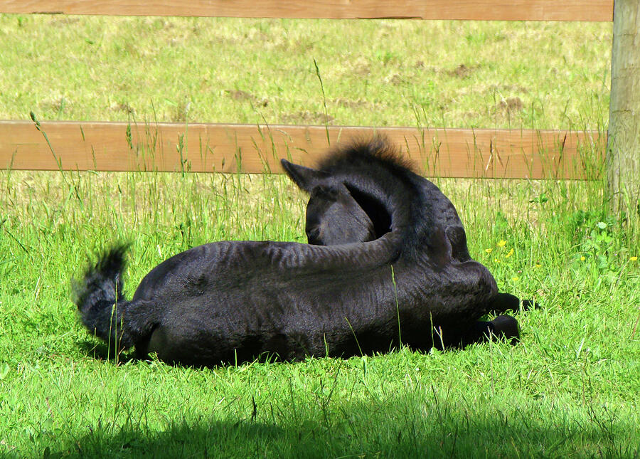 Black Foal Photograph - Liam in the sun by Lisa Rose Musselwhite