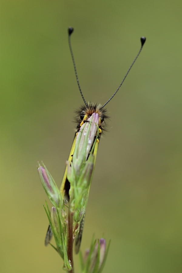 Libelloides coccajus Photograph by Natura Argazkitan