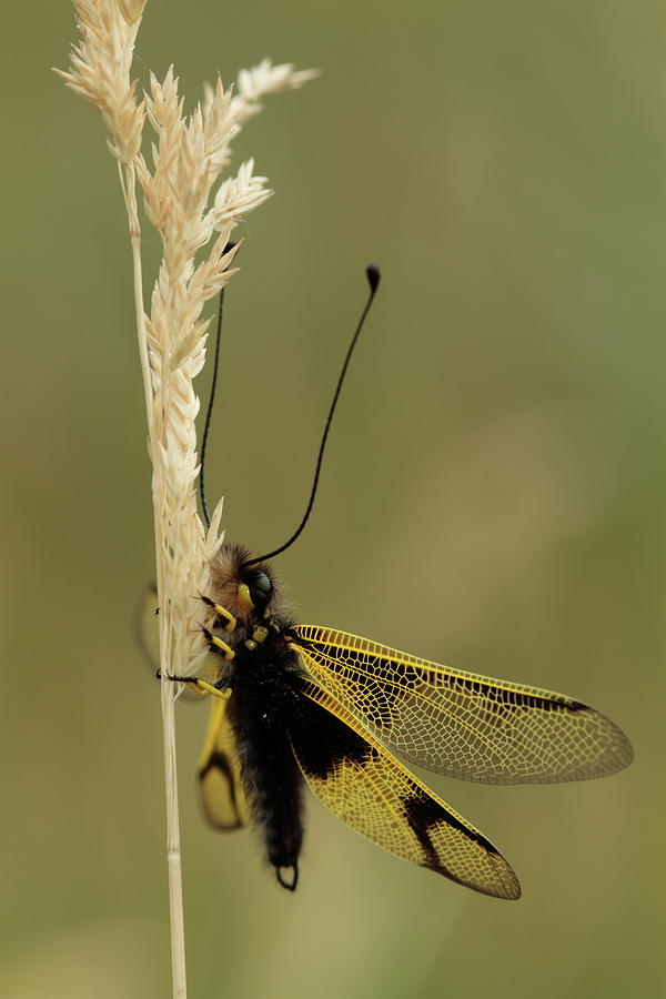 Libelloides longicomis Photograph by Natura Argazkitan