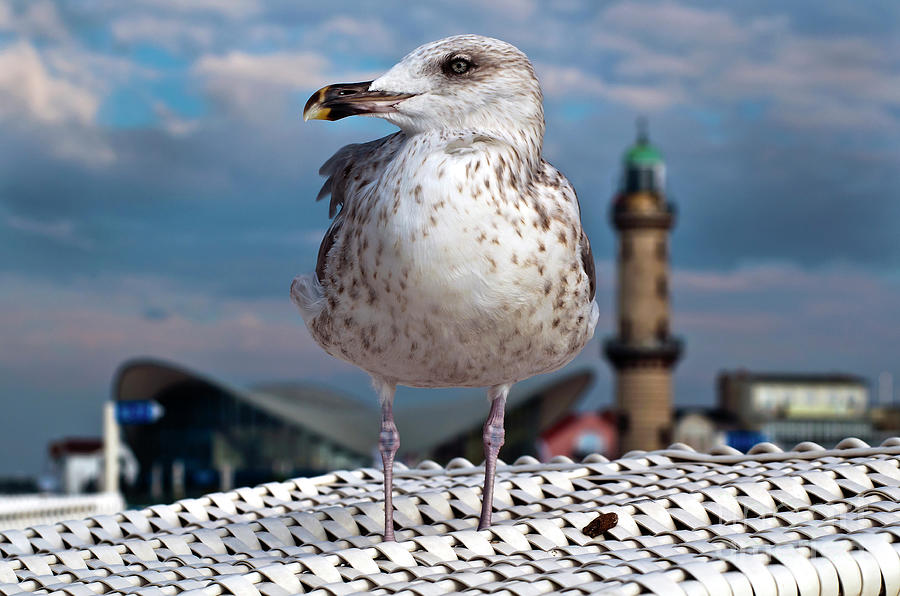 Liberty of an Pacific Gull Photograph by Silva Wischeropp