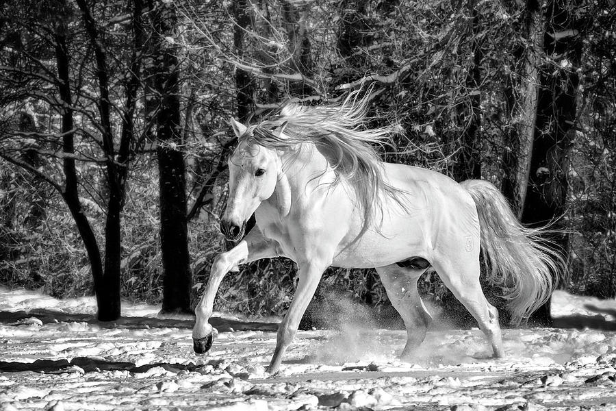 Liberty Stallion Photograph by Wes and Dotty Weber