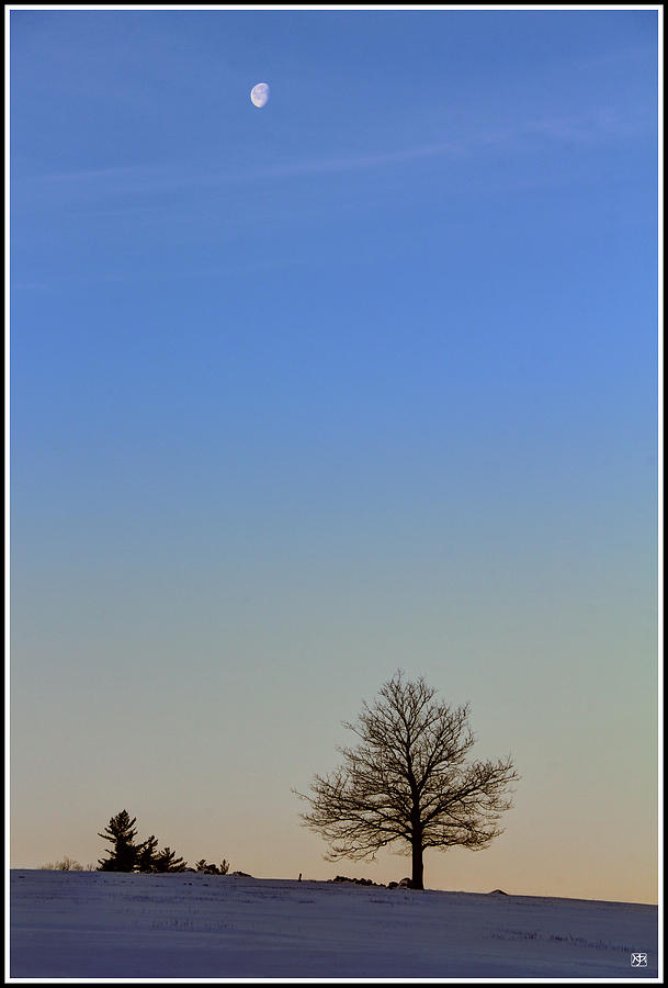 Liberty Tree and Moon Photograph by John Meader