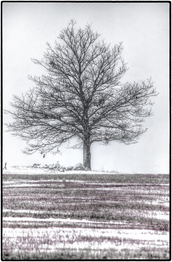 Liberty Tree First Snow Photograph by John Meader