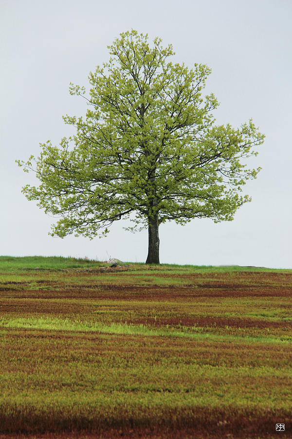 Liberty Tree in Spring Photograph by John Meader