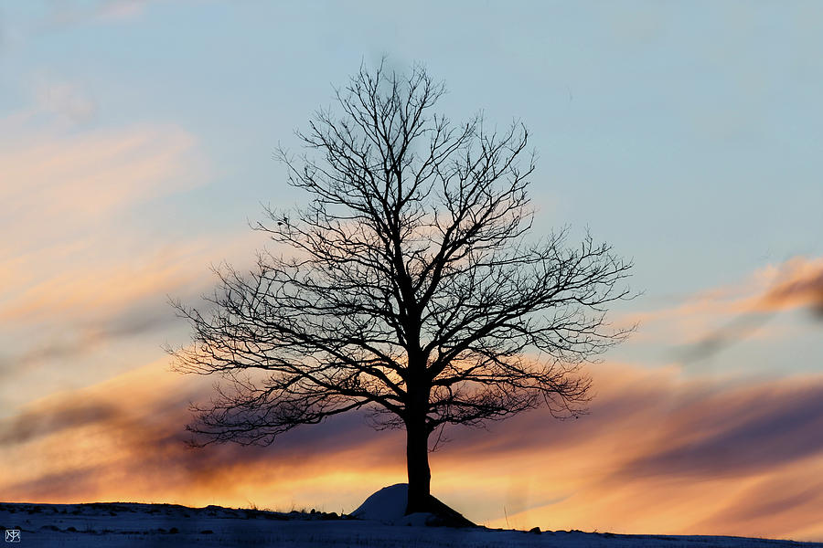 Liberty Tree Sunset Photograph by John Meader