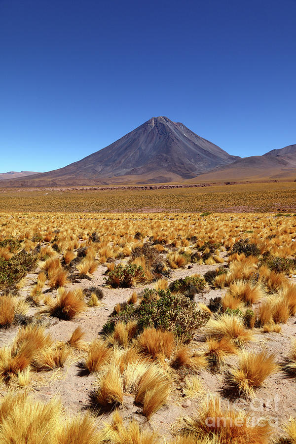 Licancabur Volcano and Puna Grassland Chile Photograph by James Brunker