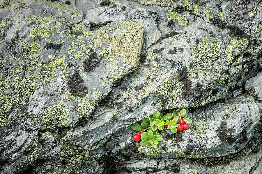 Lichen and Lingonberry Photograph by Alexander Kunz