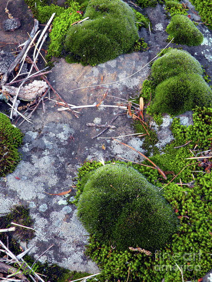 Nature Photograph - Lichen and Moss by Christine Belt