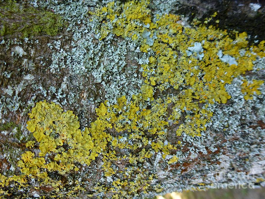 Lichen and Moss on a Tree 1 Photograph by Jean Bernard Roussilhe