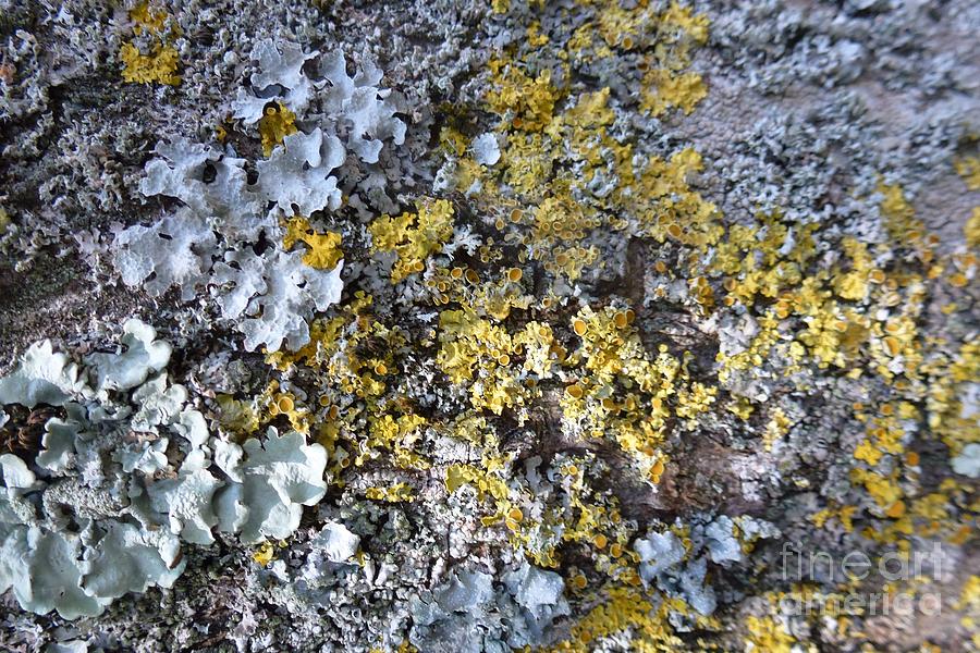Lichen and Moss on a Tree 5 Photograph by Jean Bernard Roussilhe