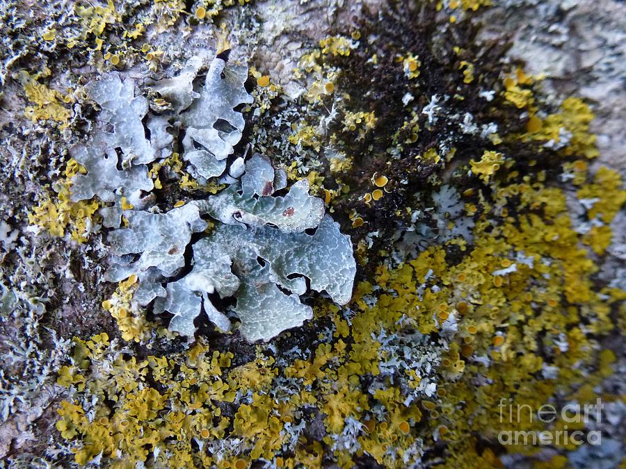 Lichen and Moss on a Tree 6 Photograph by Jean Bernard Roussilhe