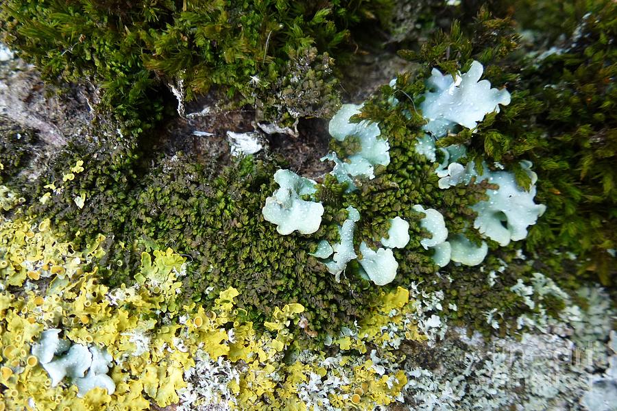 Lichen and Moss on a Tree 7 Photograph by Jean Bernard Roussilhe
