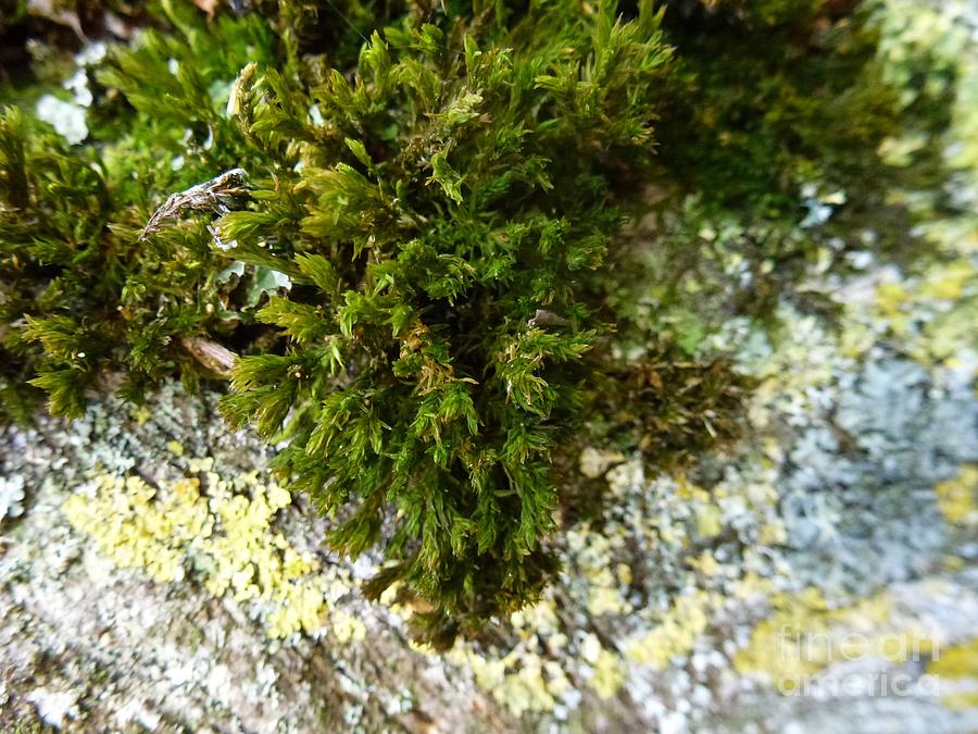 Lichen and Moss on a Tree 8 Photograph by Jean Bernard Roussilhe