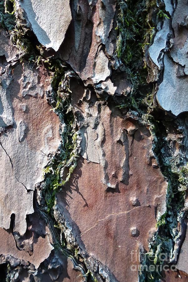 Lichen and Moss on a Tree 9 Photograph by Jean Bernard Roussilhe