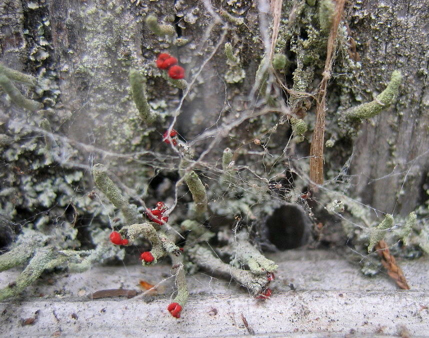 Lichen and Old Fence #1 Photograph by Dreamweaver Gallery