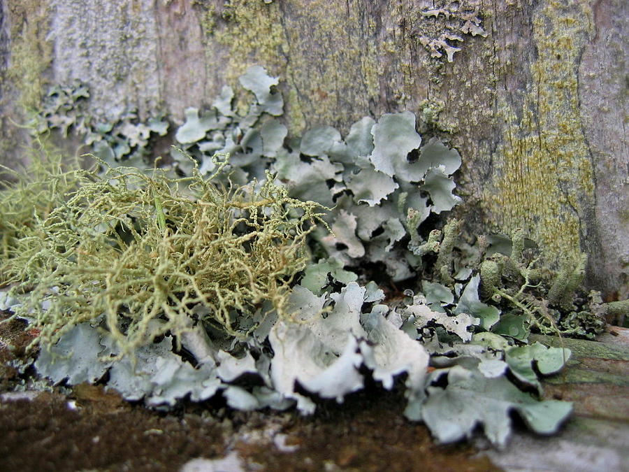 Lichen and Old Fence #2 Photograph by Dreamweaver Gallery